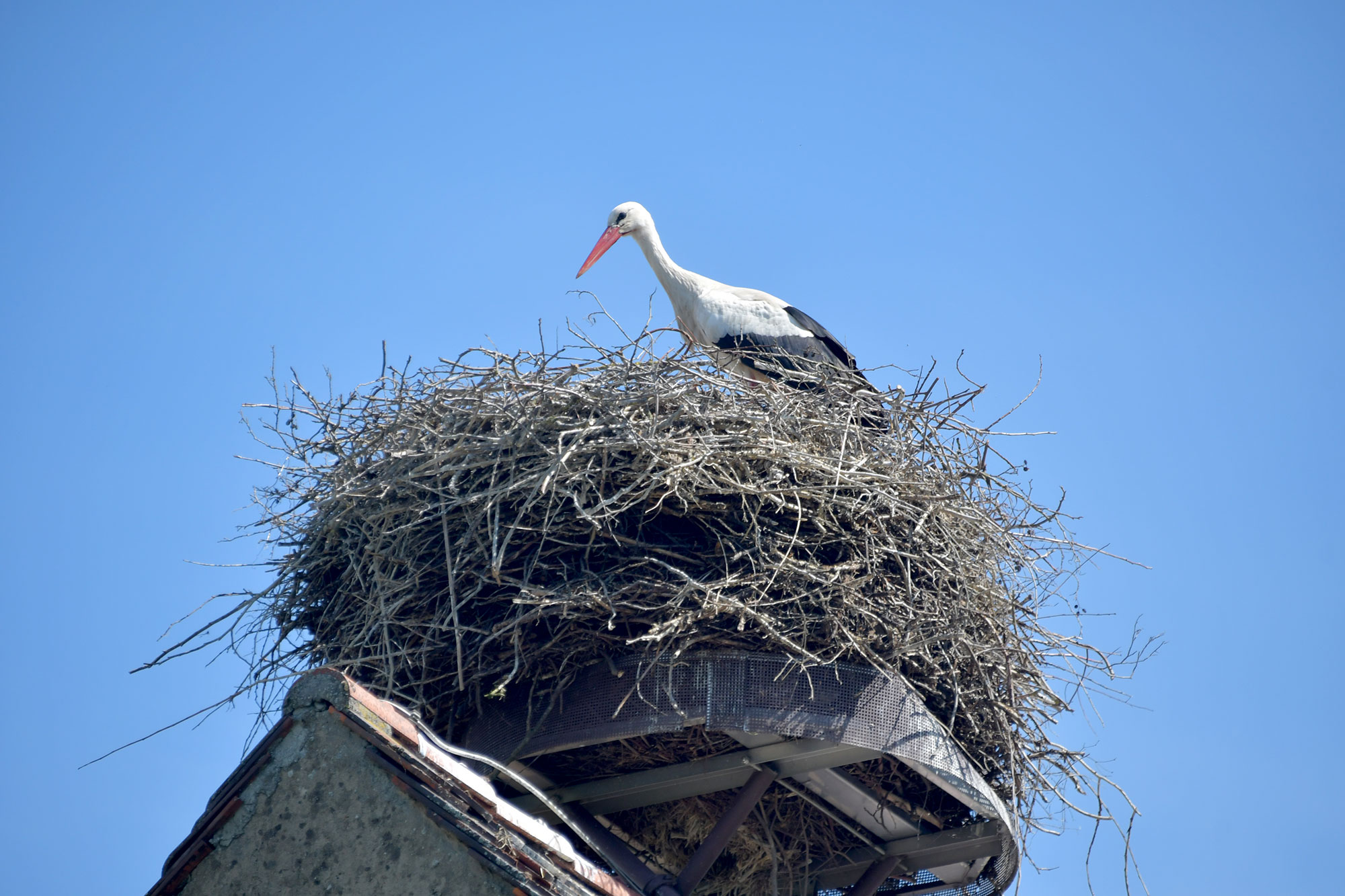 Kleinwachenrother Mühle Strochennest